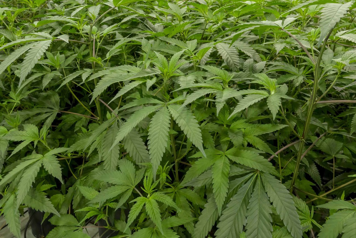 Cannabis sativa plants