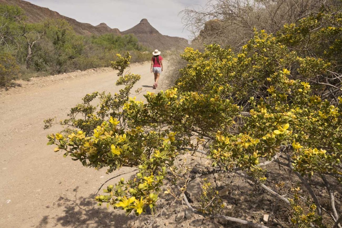 Woman walks past blooming creosote bush