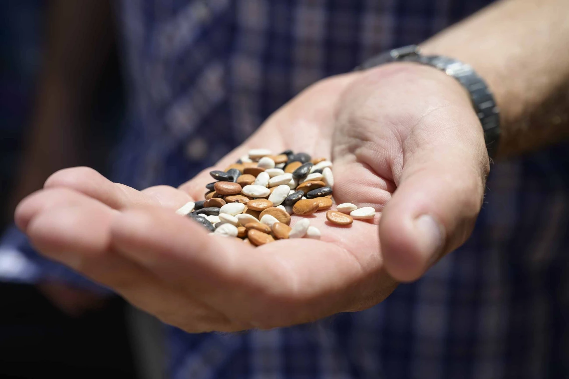 Close-up of hand holding tepary beans