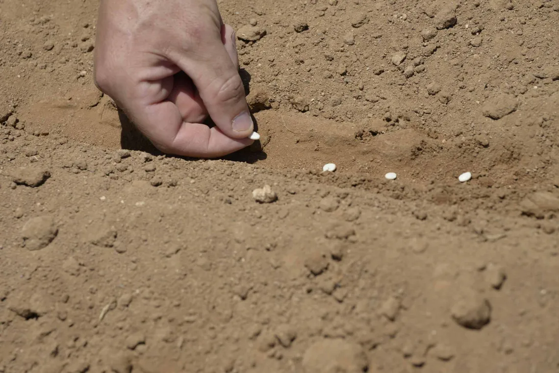 A hand holding a tepary bean seed over the soil where it will be planted