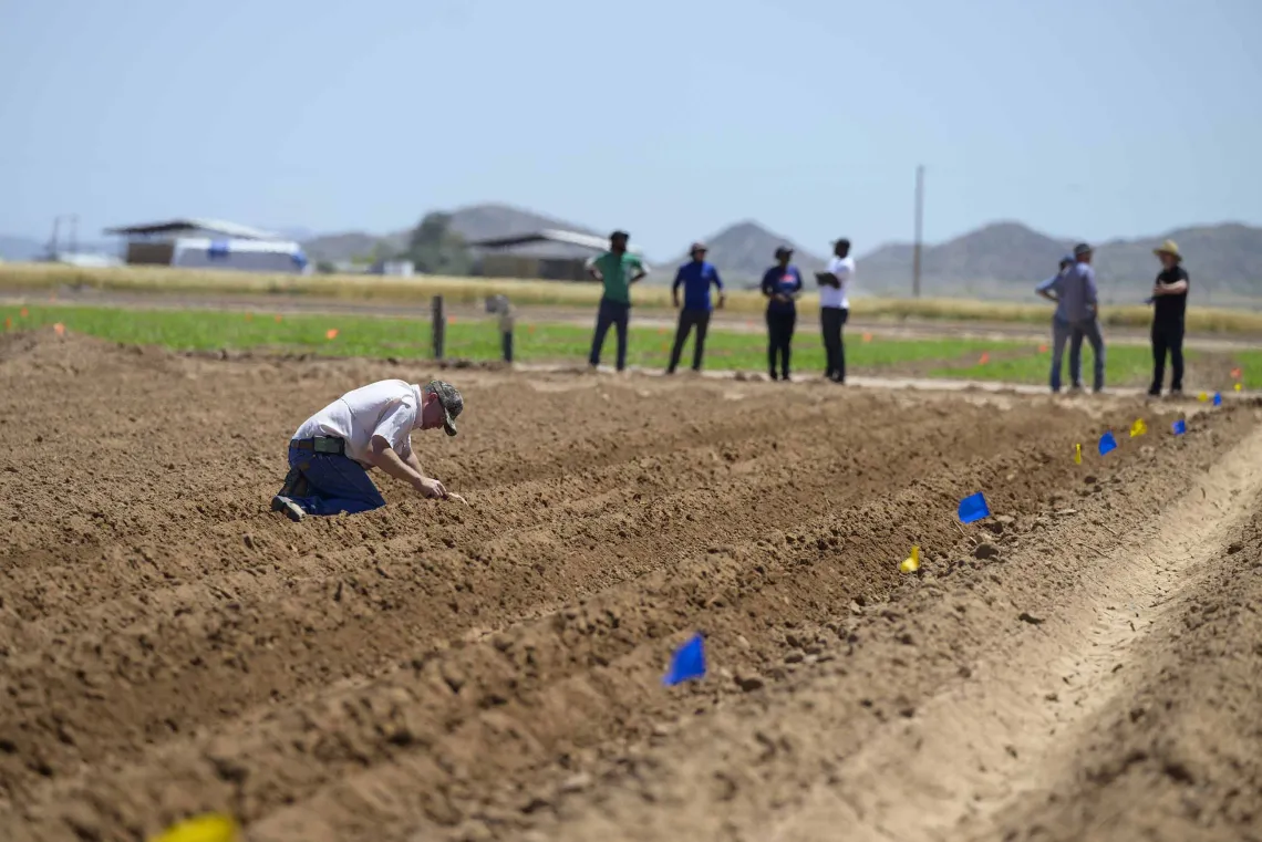 Farmer measuring how deep beans are being planted