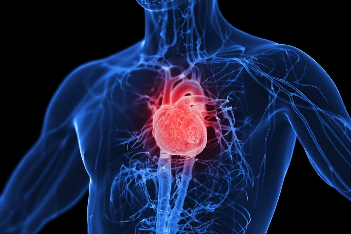 Illustration of male cardiovascular system