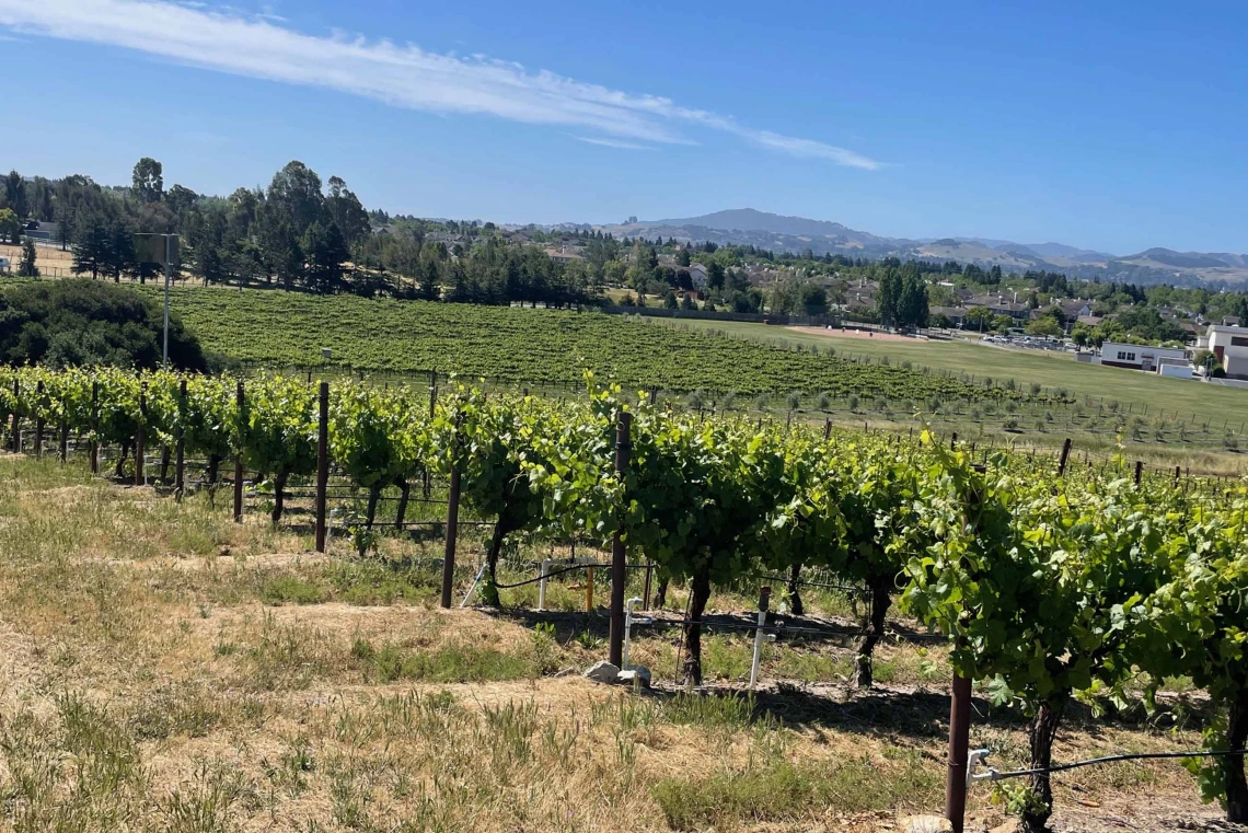 A photo of rows upon rows of grape vines in Sonoma, California.
