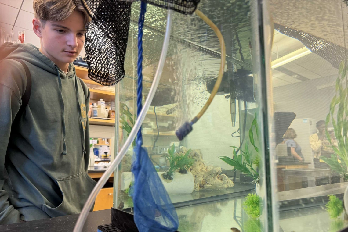 A student looks into a large fish tank that contains a few small fish. 