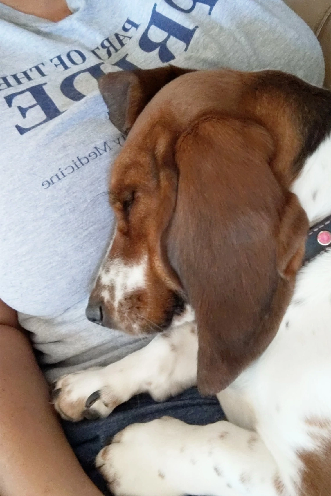 Zoom meetings make us tired, too. Photo submitted by Jennifer Fischahs, marketing specialist, College of Medicine – Tucson, Department of Medical Imaging.