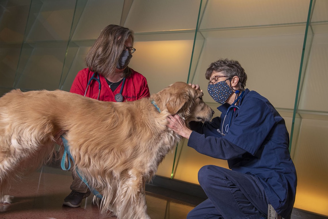 Two researchers working with a dog 