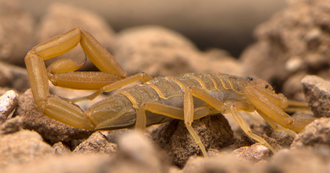 Small yellow scorpion lays close to the ground against rocks