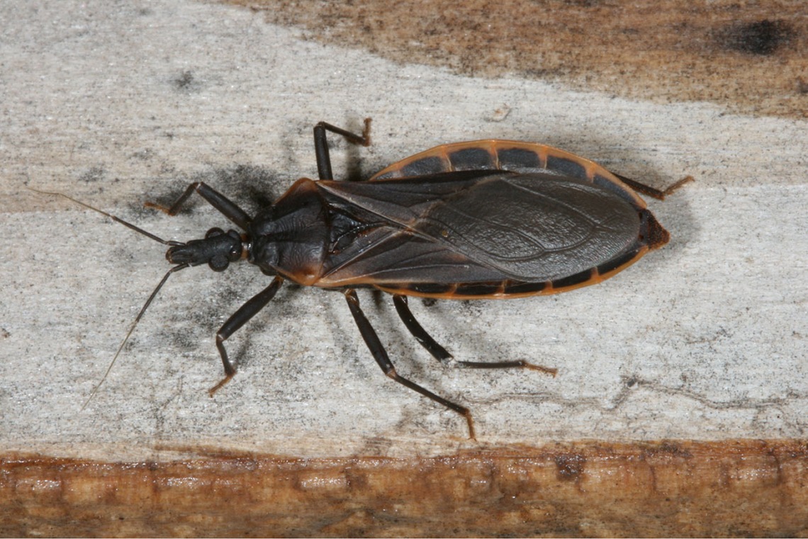 Kissing bug in Tucson, Arizona