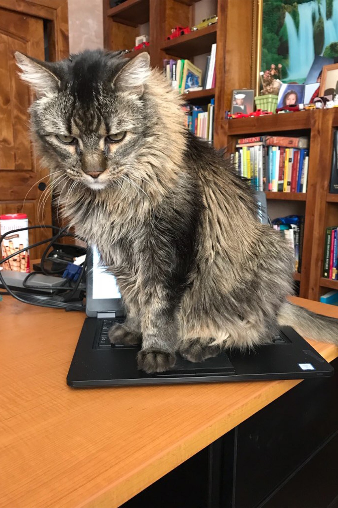 Dimmu the cat is hard at work. Photo submitted by Maria A. Telles, PhD, assistant to the department head at the College of Medicine – Tucson’s Department of Medical Imaging.