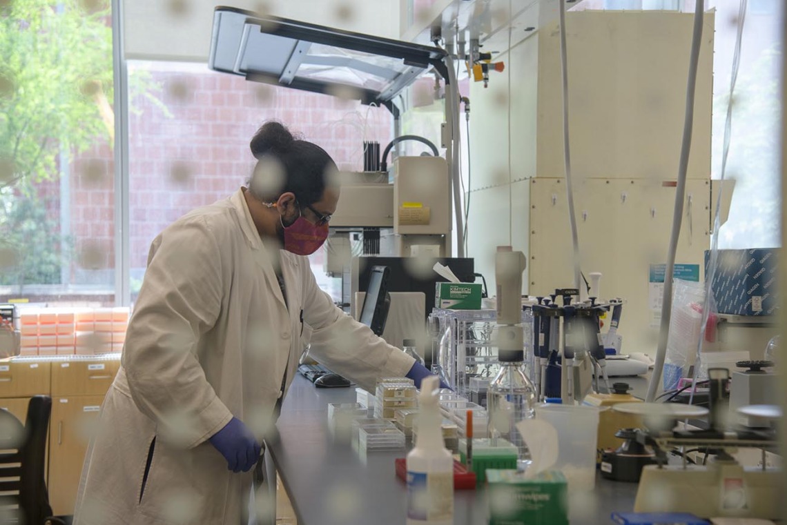 Jose Carranza, research technician for University of Arizona Genetics Core, prepares a plate of serum for antibody testing