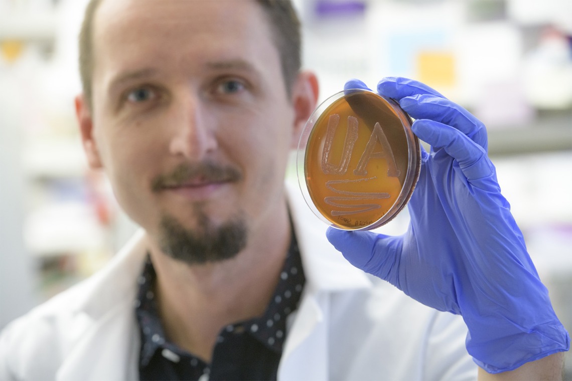Paweł Łaniewski, PhD, department of Basic Medical Sciences for the University of Arizona College of Medicine – Phoenix, shows off his school spirit in the form of bacteria on a plate.