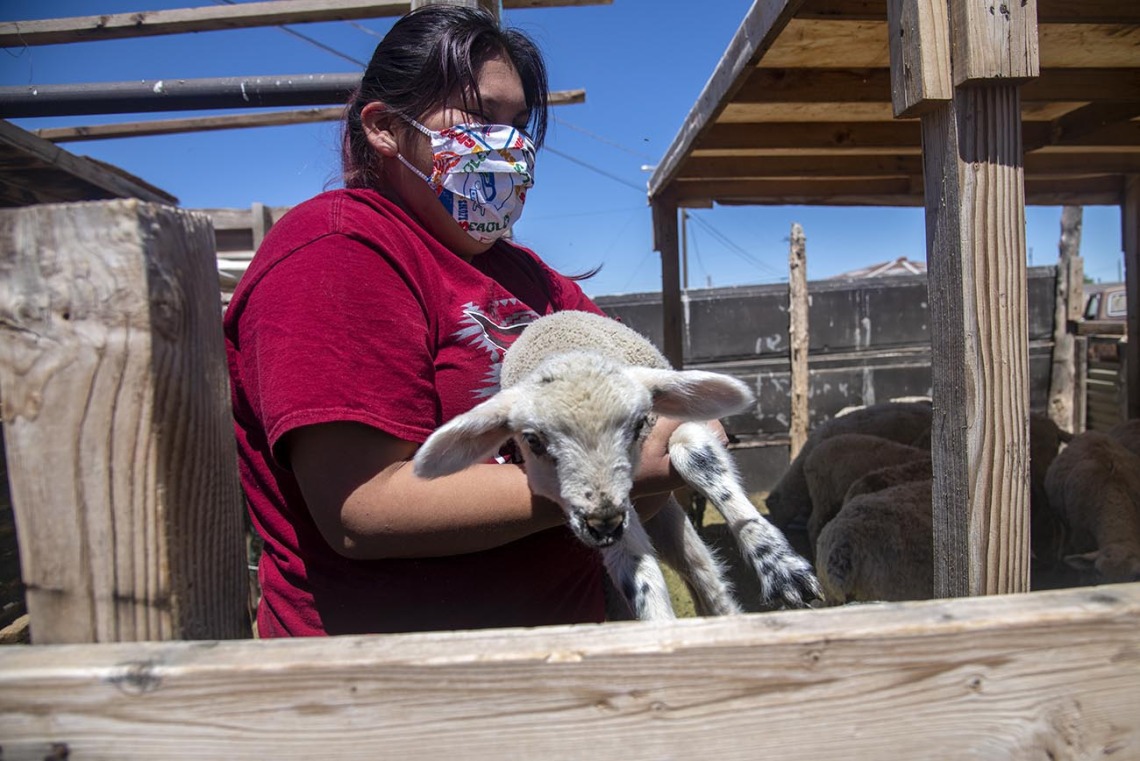A girl holds a lamb in Tuba City, Ariz. on the Navajo Nation. Her family received supplies from the University of Arizona Cancer Center’s drive, which supplied, sanitizer, paper towels, food, and water.