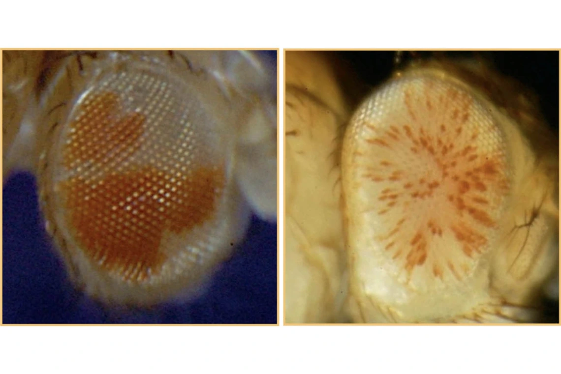 Researchers used the mutations that lead to random and compelling patterns of eye color in Drosophila to study heterochromatin, a form of DNA that plays a vital role in maintaining the stability of chromosomes by silencing transposable elements.