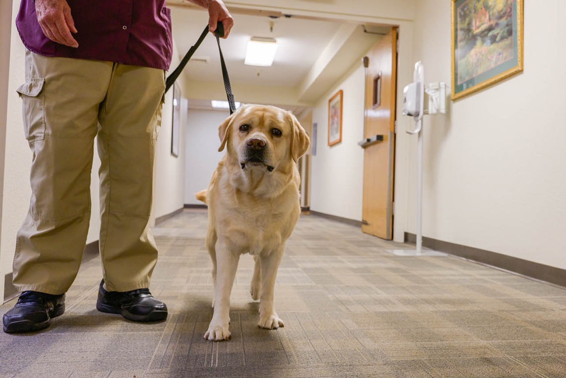 A therapy dog walks the halls of the clinic in Payson. 