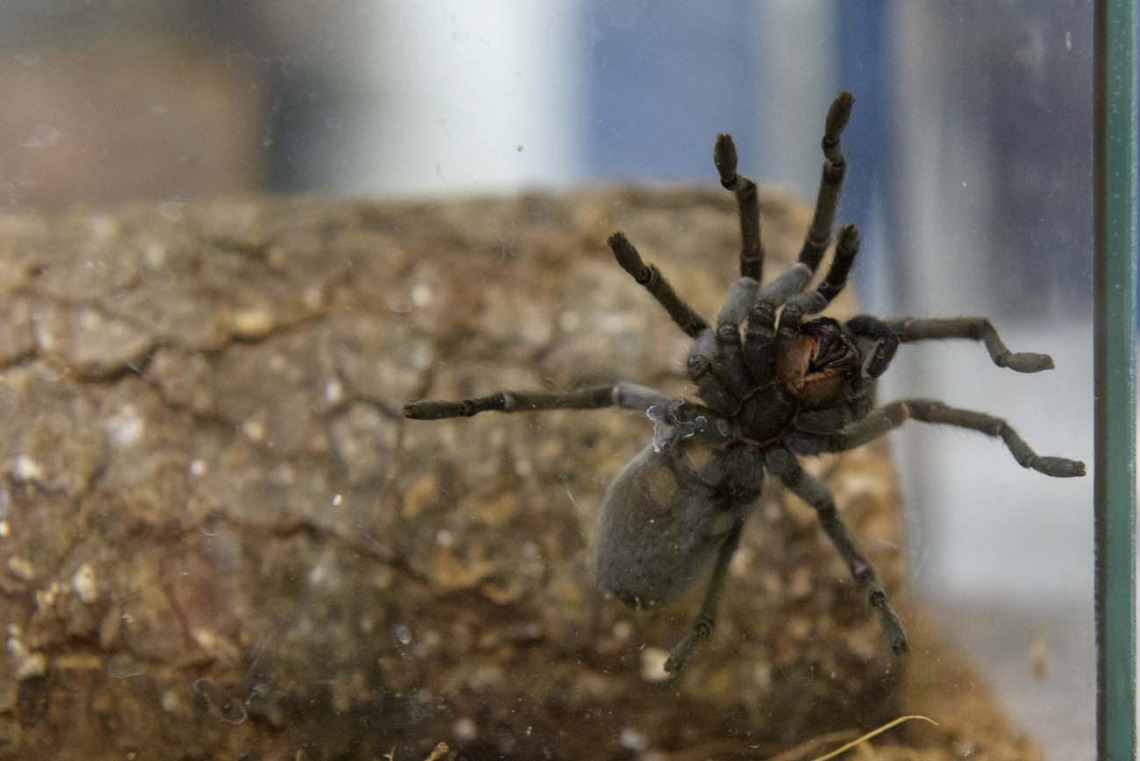 While this desert tarantula is not poisonous to humans, it can frighten people who encounter it in the wild. 