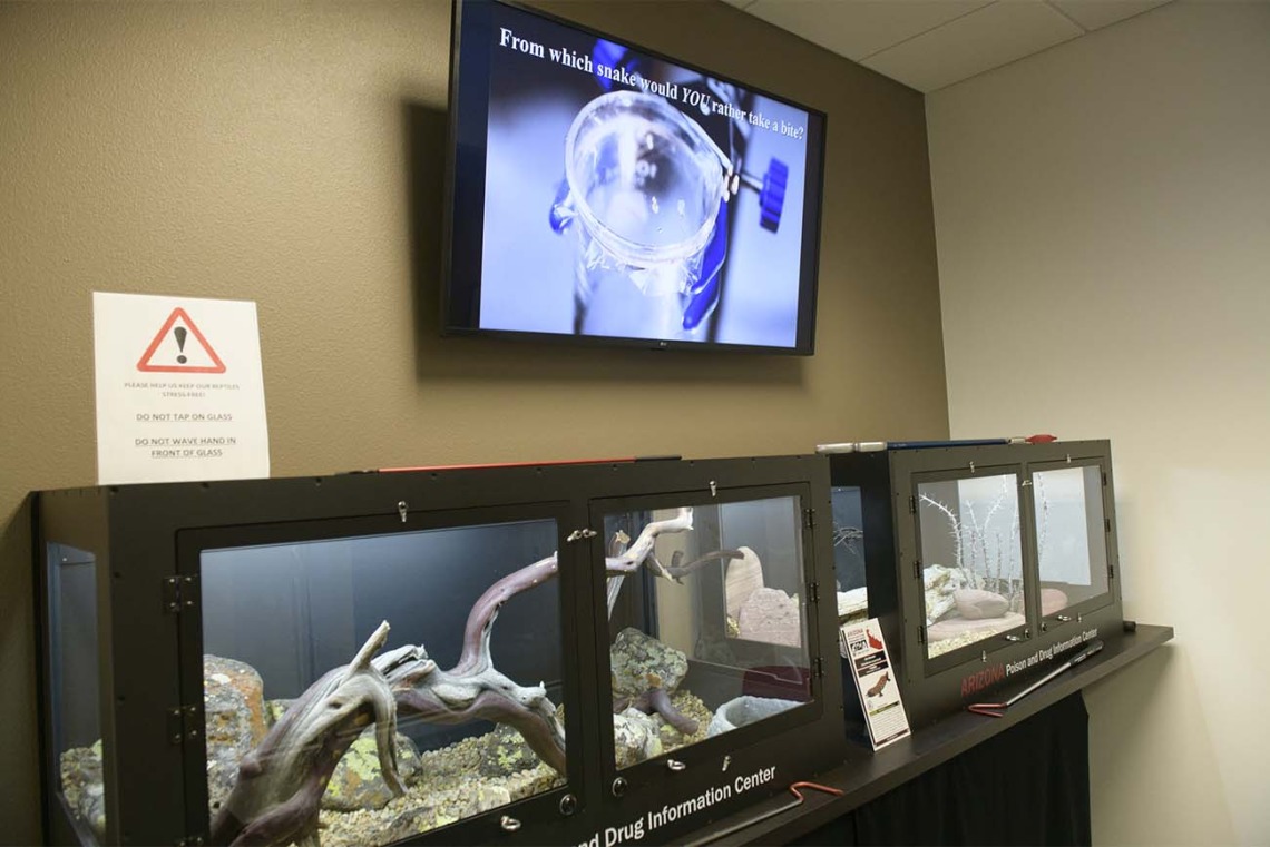 These display cases for the venomous snakes and insects are in the lobby of the AzPDIC offices in the College of Pharmacy. Dr. Dan Massey, the Poison Center’s venomous reptile curator, rotates the animals through the center from his collection at home. 