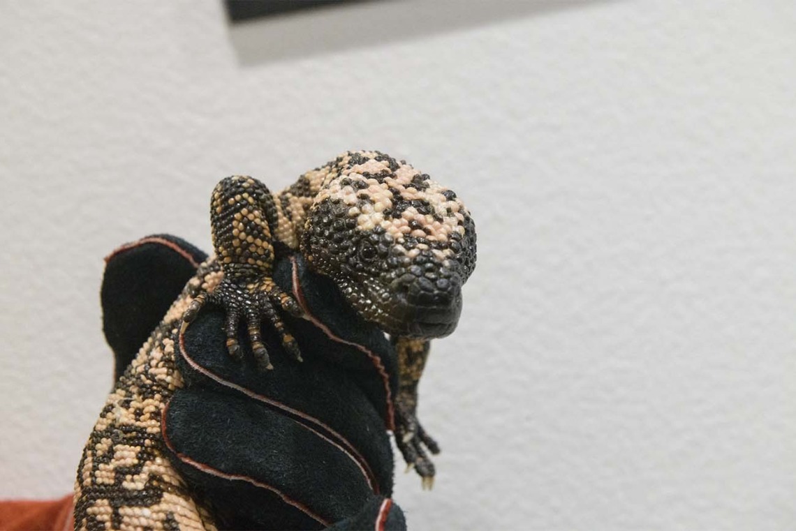The Gila monster is one of two venomous lizards known to exist. It is believed that they use the venom for defensive purposes, not for hunting. Their bite is rarely fatal to humans, but can cause pain, edema, bleeding, nausea and vomiting. 