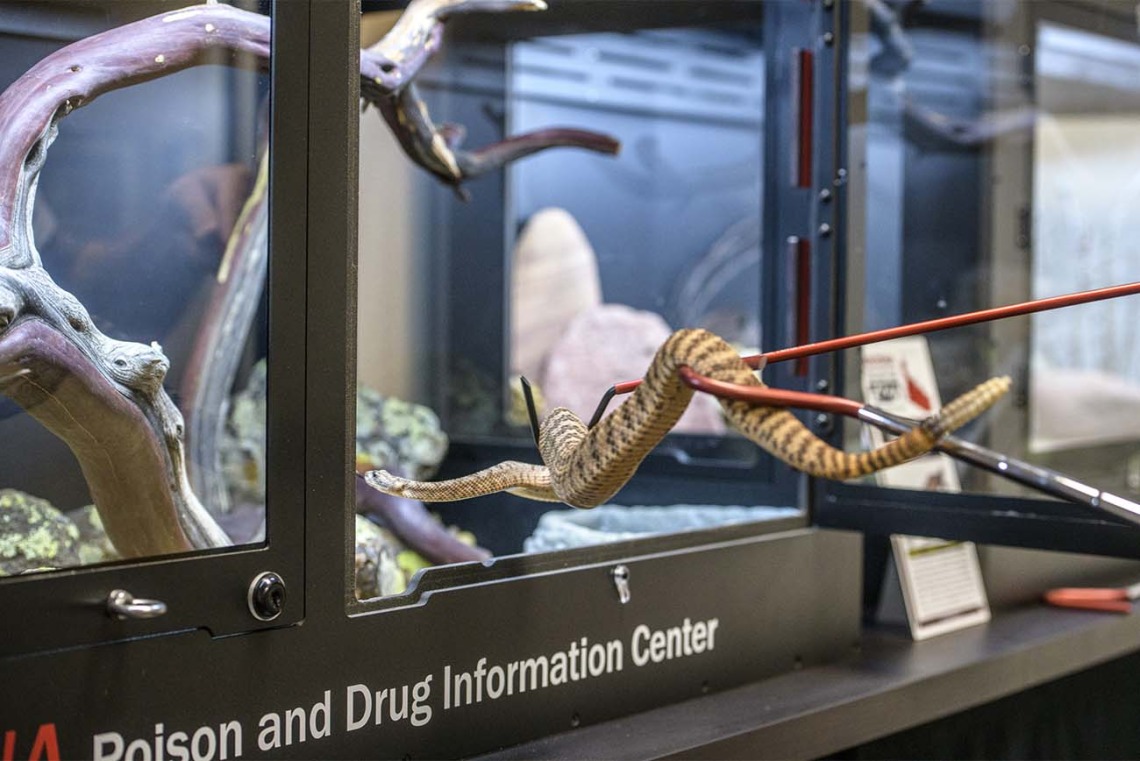 Dr. Dan Massey, the Poison Center’s venomous reptile curator, uses snake hooks to handle the rattlesnakes when moving the venomous snakes in or out of their enclosures. 