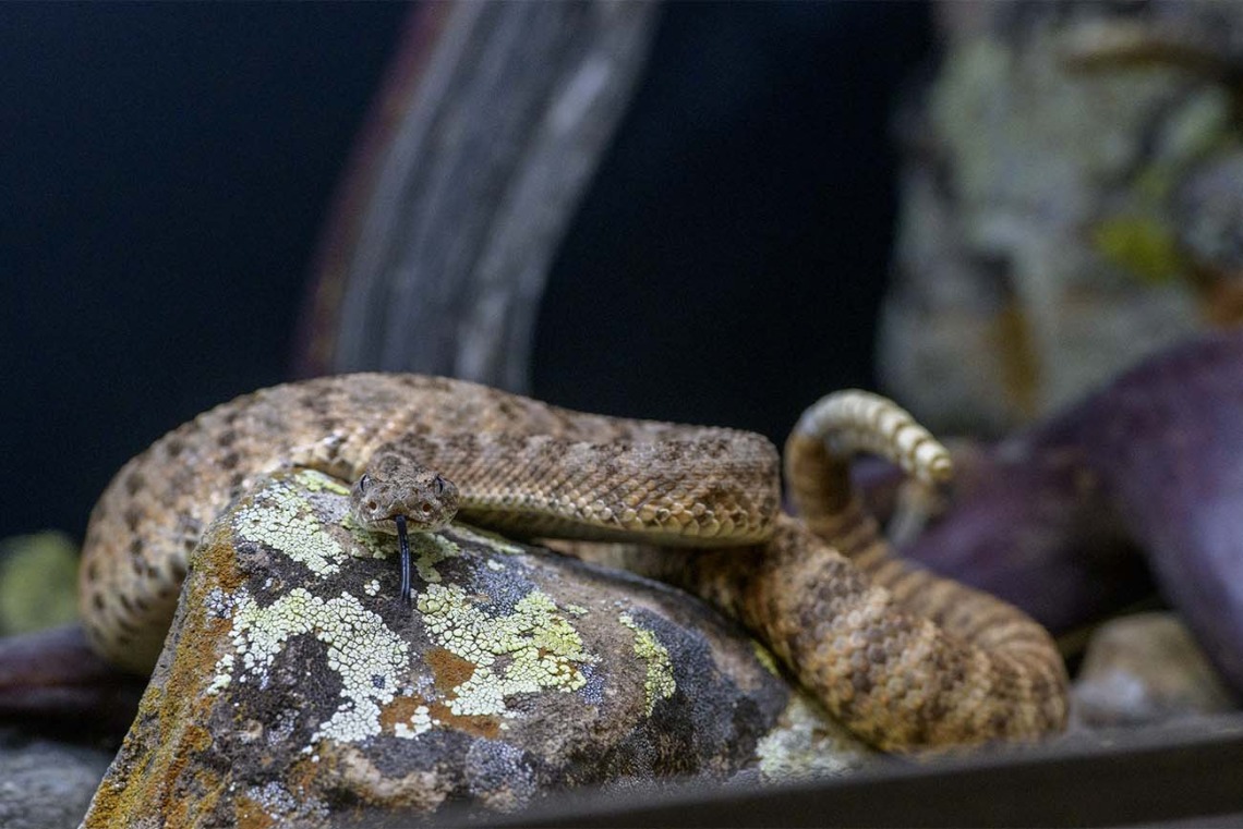 A Tiger Rattlesnake is one of the reptiles currently housed at AzPDIC to train students and staff how to identify different types of poisonous reptiles and insects. 