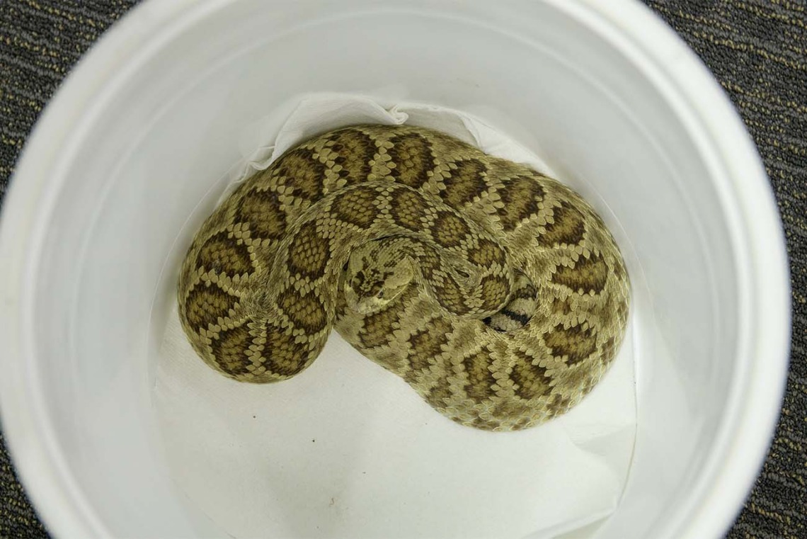 If you see a white 5-gallon bucket in AzPDIC, it is best not to open it. The buckets are used to transport venomous reptiles, like this Green Mohave rattlesnake. 