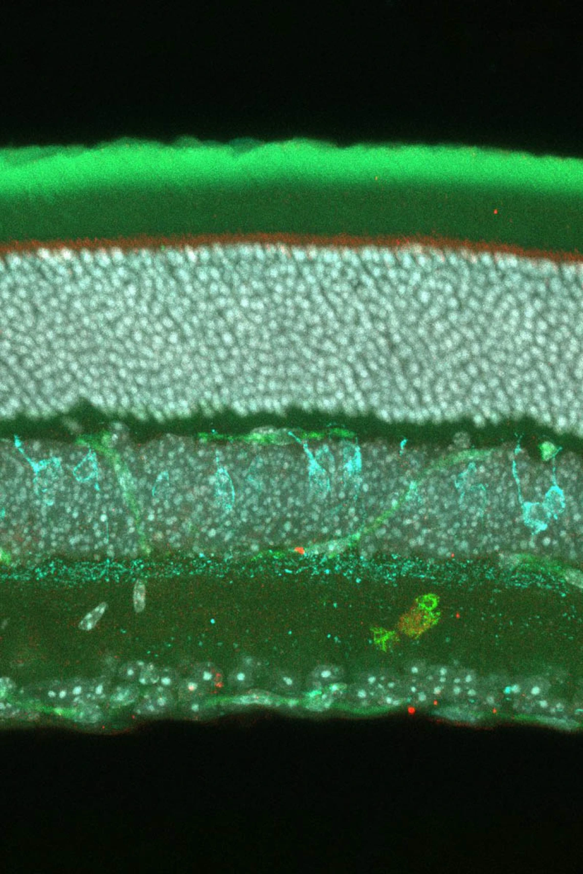 Image taken under a microscope shows the inner retina with cone bipolar cells genetically labeled in cyan, photoreceptors and blood vessels labeled in green and cell nuclei labeled in white. The shape of a little smiling fish appears toward the bottom.