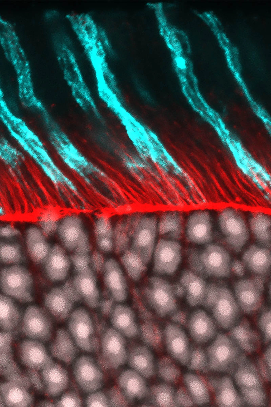 This image of the cone photoreceptors and outer nuclear layer found in the retina was chosen as one of the winners in the 2019 Vector Labs image contest. It was captured by Andrea Wellington, assistant research scientist in the Eggers Lab in the Department of Physiology at the College of Medicine – Tucson.