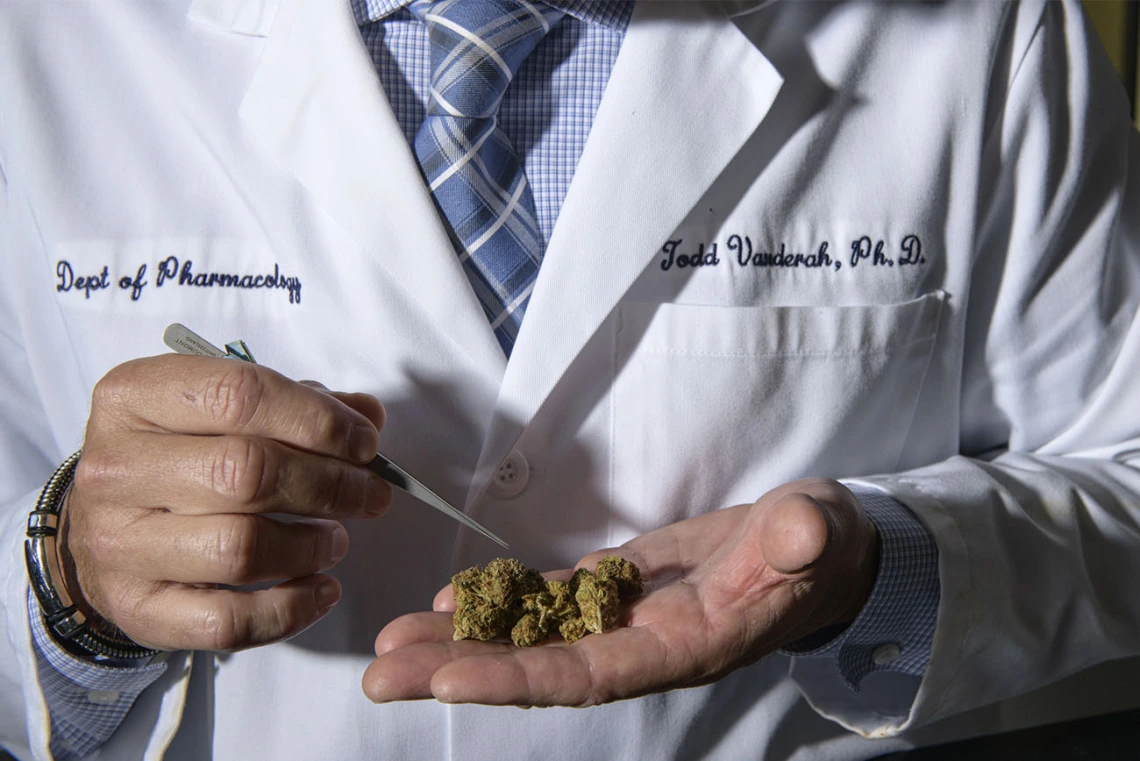 Researchers in the Comprehensive Pain and Addiction Center are studying cannabis with a focus on pain, inflammation and addiction.