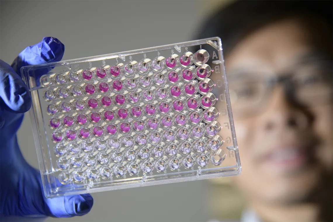 Jun Wang, PhD, looks at cell cultures in the expanded Skaggs research center.