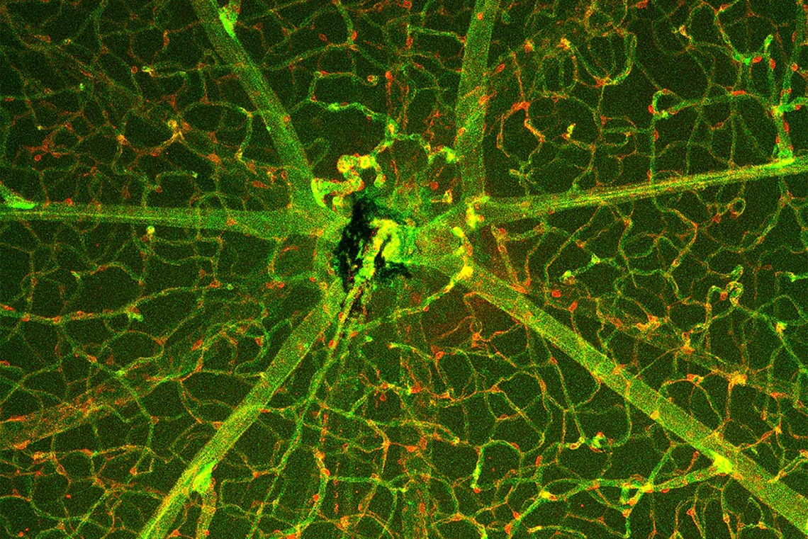 This image was taken with the optic nerve head of a retina in the center. It shows the vasculature of the retina stained green with IsolectinB and the cells that make up the blood-retina barrier stained red with anti-NG2-Cy3.