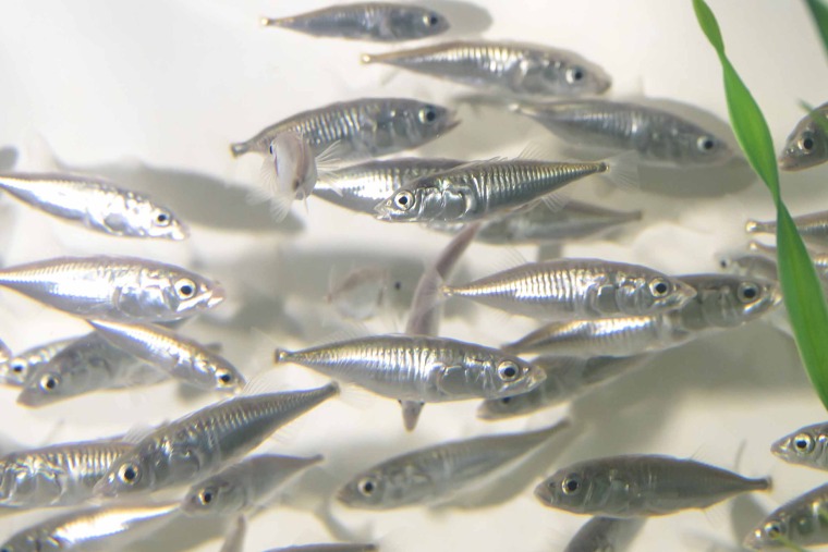 threespine stickleback fish in a tank 