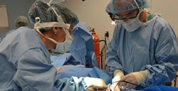 Dr. Fuglevand (right) with physiology professor Dr. Katalin Gothard implanting electrodes in paralyzed muscles.