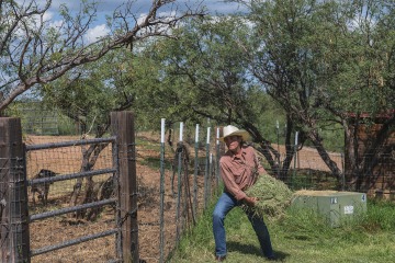 Dr. Ott throws some hay to the goats on his ranch. In addition to the goats, he and his wife have two horses, a cow and a couple of Australian-mix cattle dogs. 