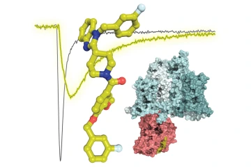 Compound 194, illustrated in yellow, is overlaid on an electrophysiology trace that shows reduced sodium currents (yellow vs. black lines) from cells treated with 194.  The structure illustrates the predicted interaction of CRMP2 (pink) with the Nav1.7 channel (cyan). (Image: Samantha Perez-Miller and Rajesh Khanna)