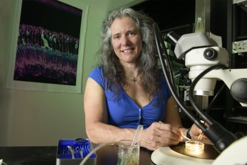 Researcher Andrea Wellington uses a dissecting microscope in a lab on main campus. An image captured while researching diabetes hangs in the background.
