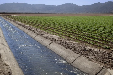 In lettuce fields, animal manure can contaminate the soil or irrigation water with E. coli, which can pose a serious risk to human health. E. coli outbreaks in Romaine lettuce are a recent example of why Kerry Cooper, PhD, believes food safety is the ultimate One Health topic.