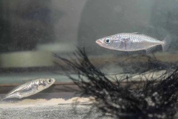 a male threespine stickleback fish with blue eye and pink nose swimming above a nest with a female fish in the background