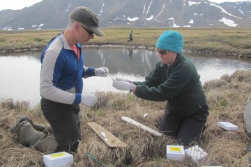 Researchers sample fish next to a small pond on St. Lawrence Island