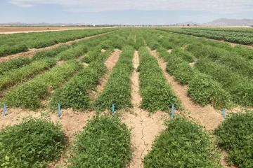 Agricultural field with rows of tepary bean plants