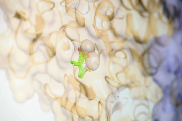 A computer screen displaying 3D molecular models with a green and white x-shaped structure attaching to a sphere surrounded by yellow ribbon-like chains