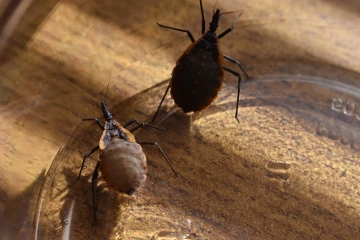 Photo of two kissing bugs in a petri dish.