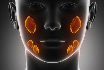 Salivary glands