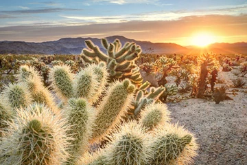 Teddy bear cholla cactus