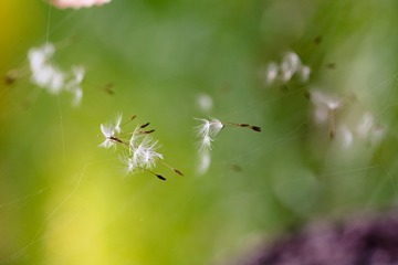 Fuzzy dandelion seeds