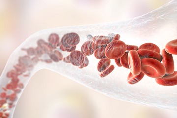 Illustration of red blood cells and white blood cells inside a blood vessel.