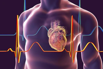 Heart with coronary vessels, illustration
