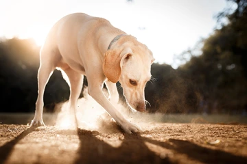 Dog digging the ground