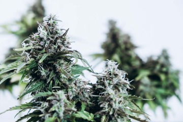Researchers in the Comprehensive Pain and Addiction Center have found that terpenes mimic cannabinoids and produce similar pain-relieving effects.
