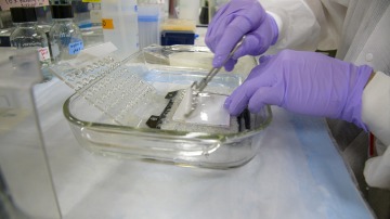 A research scientist analyzes cellular proteins from samples of a viral infection