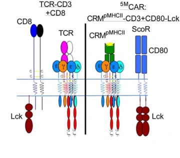 The illustration on the left represents a natural T cell, which was the inspiration behind the genetically engineered 5MCAR T cell, represented by the illustration on the right.