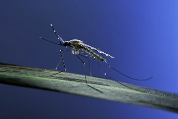 Malaria is a zoonotic disease spread by the Anopheles mosquito. Controlling malaria requires a One Health approach that takes into account the ecology of mosquitoes, how mosquotoes interact with humans and the environmental conditions that contribute to the disease’s spread.